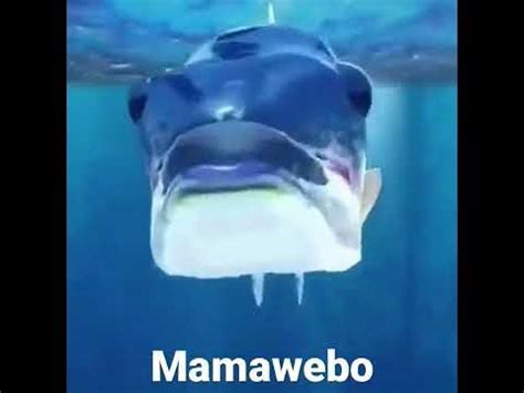 a webo meaning in english|Mamawebo .